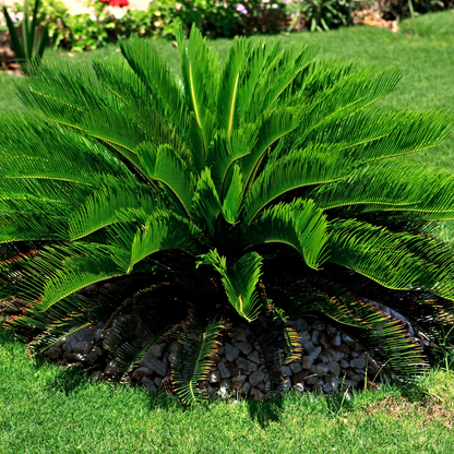 Sago Palm