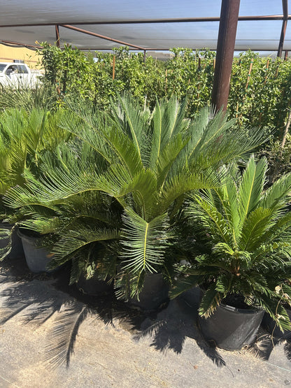 Sago Palm 7 Gallon