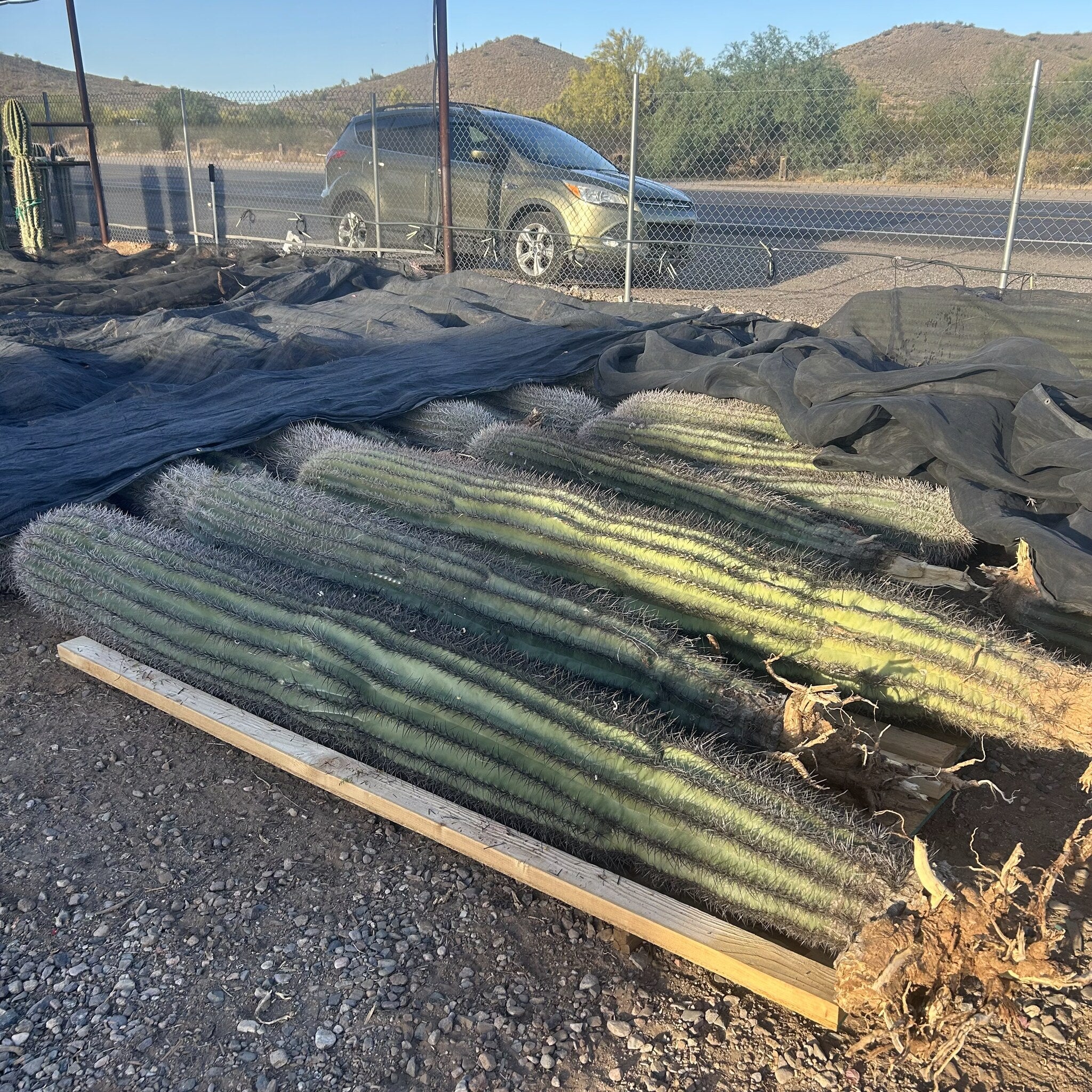 Saguaro Priced per foot
