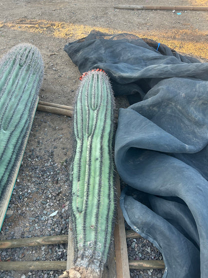 Saguaro