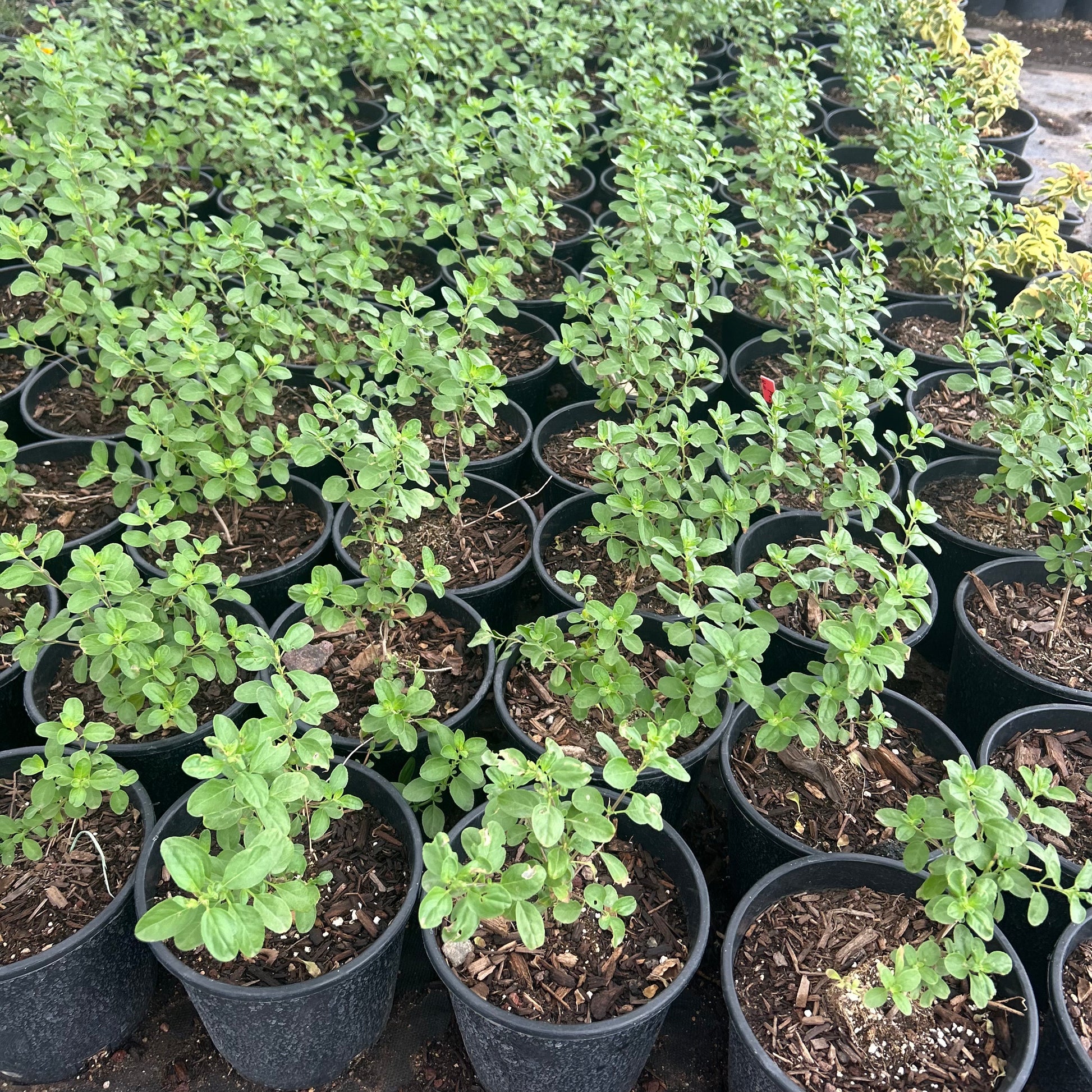 1 gallon Red Salvia (Salvia greggii) in nursery pot — Phoenix, AZ