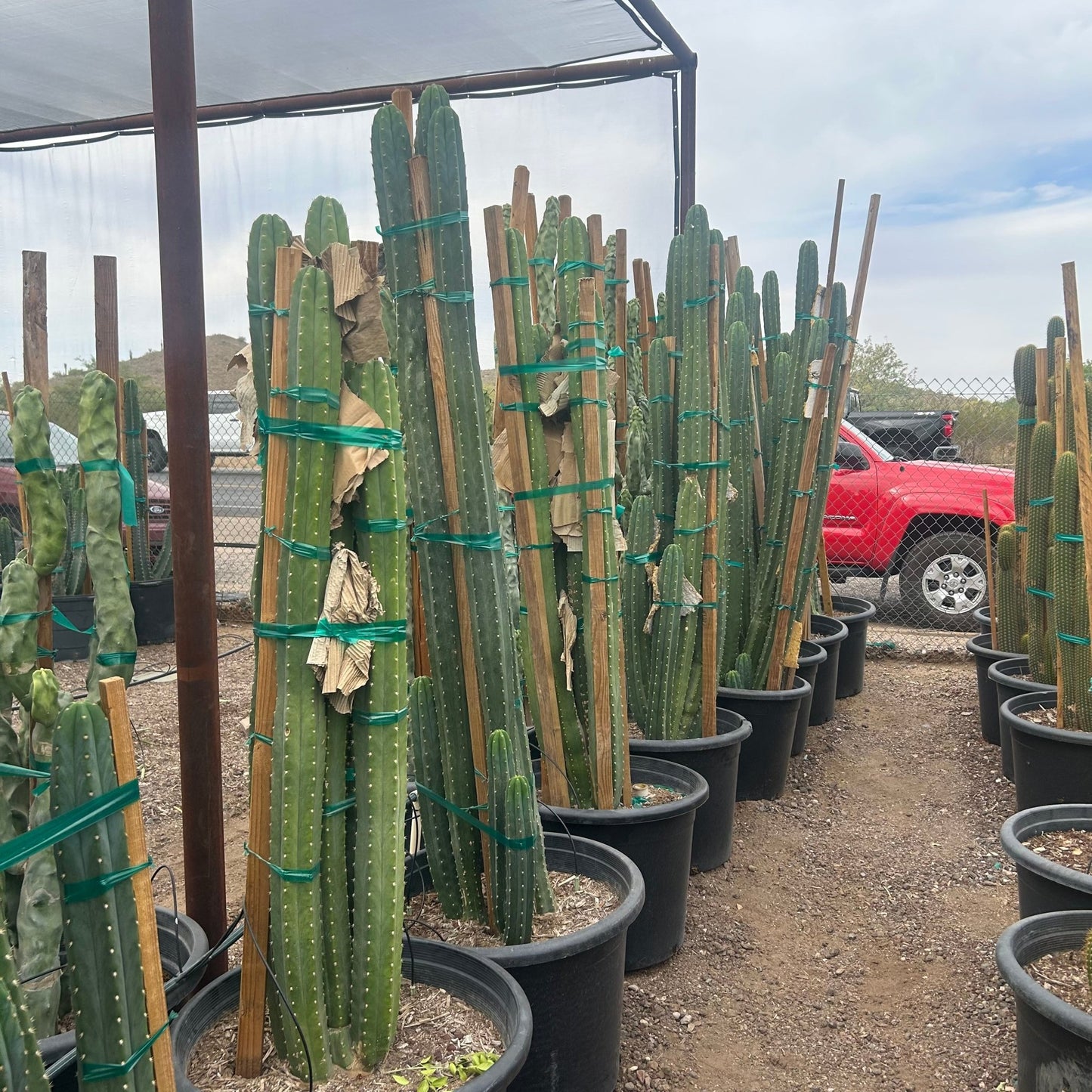 old san pedro cactus Buy San Pedro Cactus Phoenix, AZ | Echinopsis pachanoi
