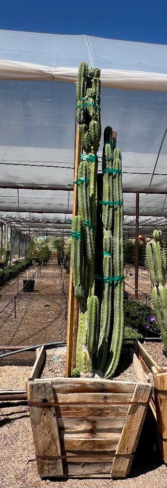 San Pedro