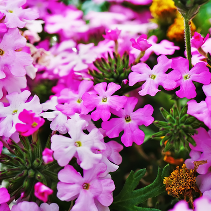 Sandpaper Verbena (Verbena rigida) vivid purple and pink blooms close-up — Phoenix, AZ