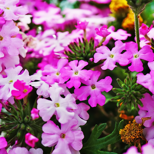 Sandpaper Verbena