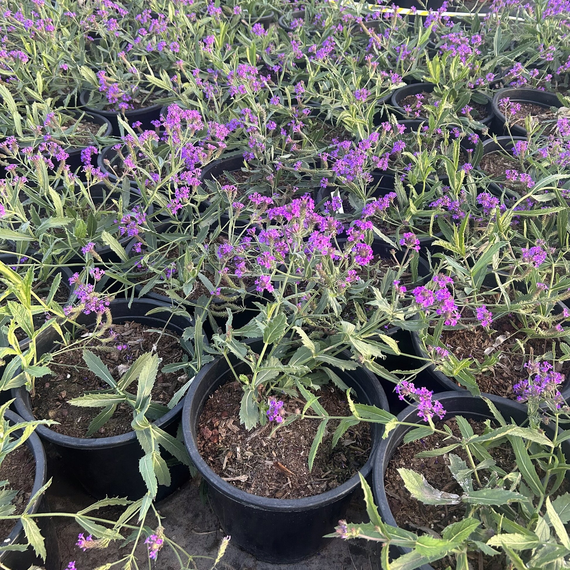 Sandpaper Verbena 3/5 Gallon