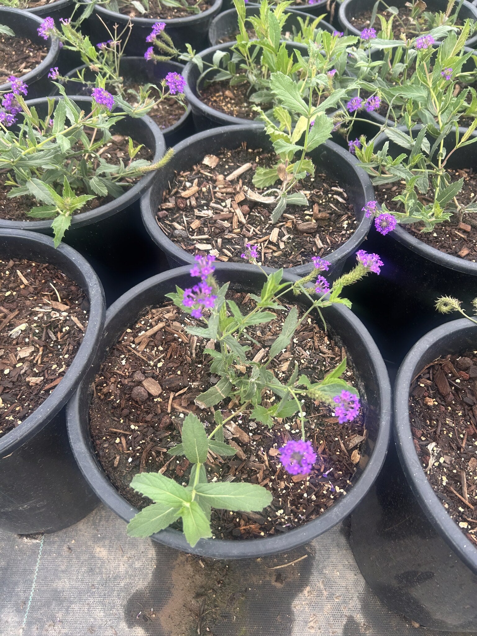 Sandpaper Verbena - 3/5 Gallon