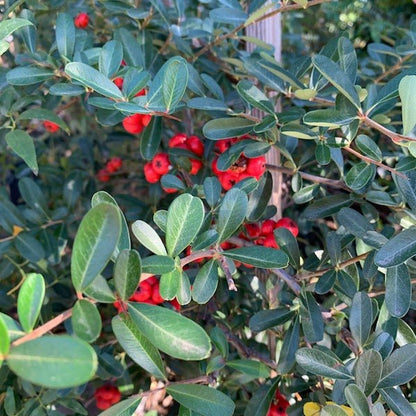 Scarlet Firethorn (Pyracantha coccinea) clusters of bright red berries on thorny evergreen shrub with glossy green leaves — Phoenix, AZ