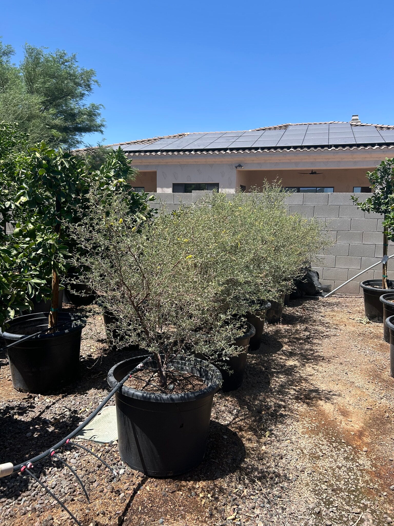 Screwbean Mesquite