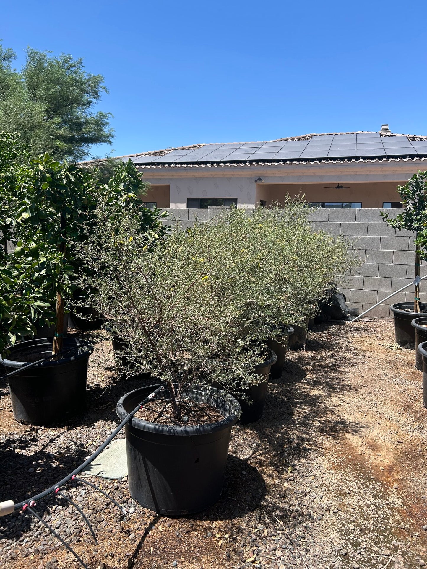 Screwbean Mesquite