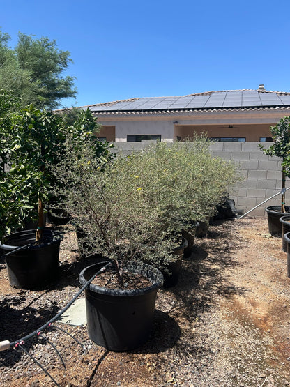 Screwbean Mesquite