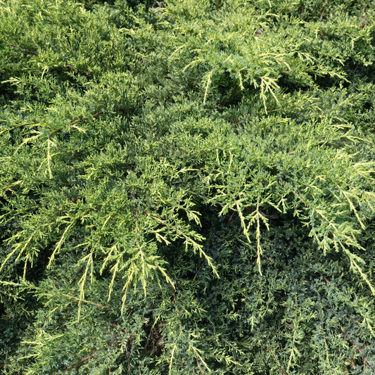 Sea Green Juniper