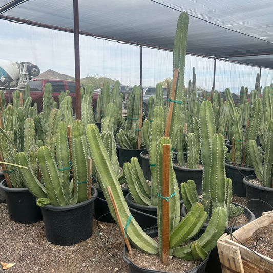 25 gallon Senita Cactus (Pachycereus schottii) in nursery pot — Phoenix, AZ