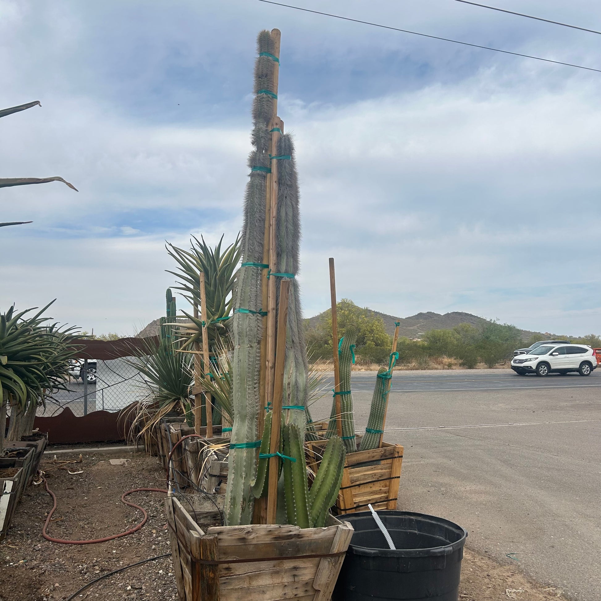 30" box Senita Cactus (Lophocereus schottii) in nursery pot — Phoenix, AZ
