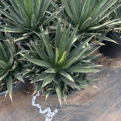 Shark Tooth Agave 10/15 Gallon