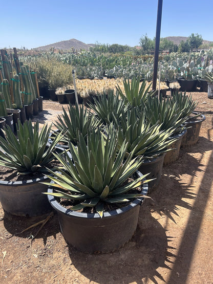 Shark Tooth Agave - 25 Gallon