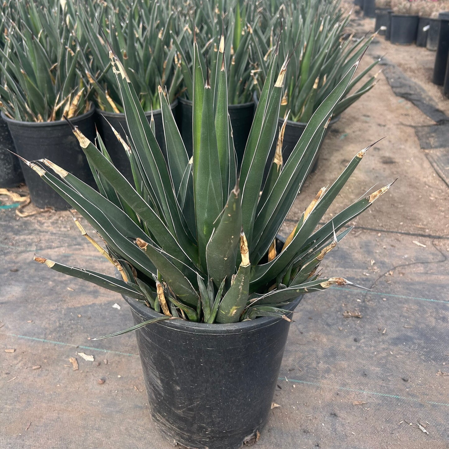 Shark Tooth Agave