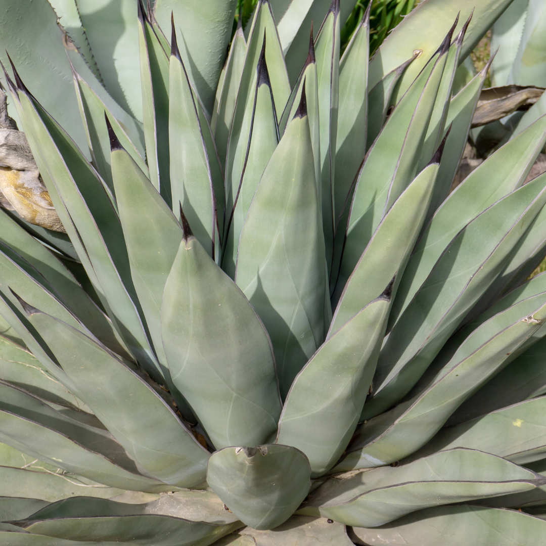 Sharkskin Agave – Three Timbers Landscape Materials Sharkskin Agave – Three Timbers Landscape Materials