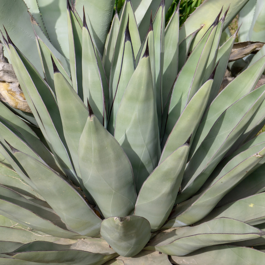 Sharkskin Agave