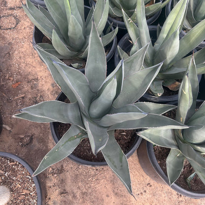 Sharkskin Agave
