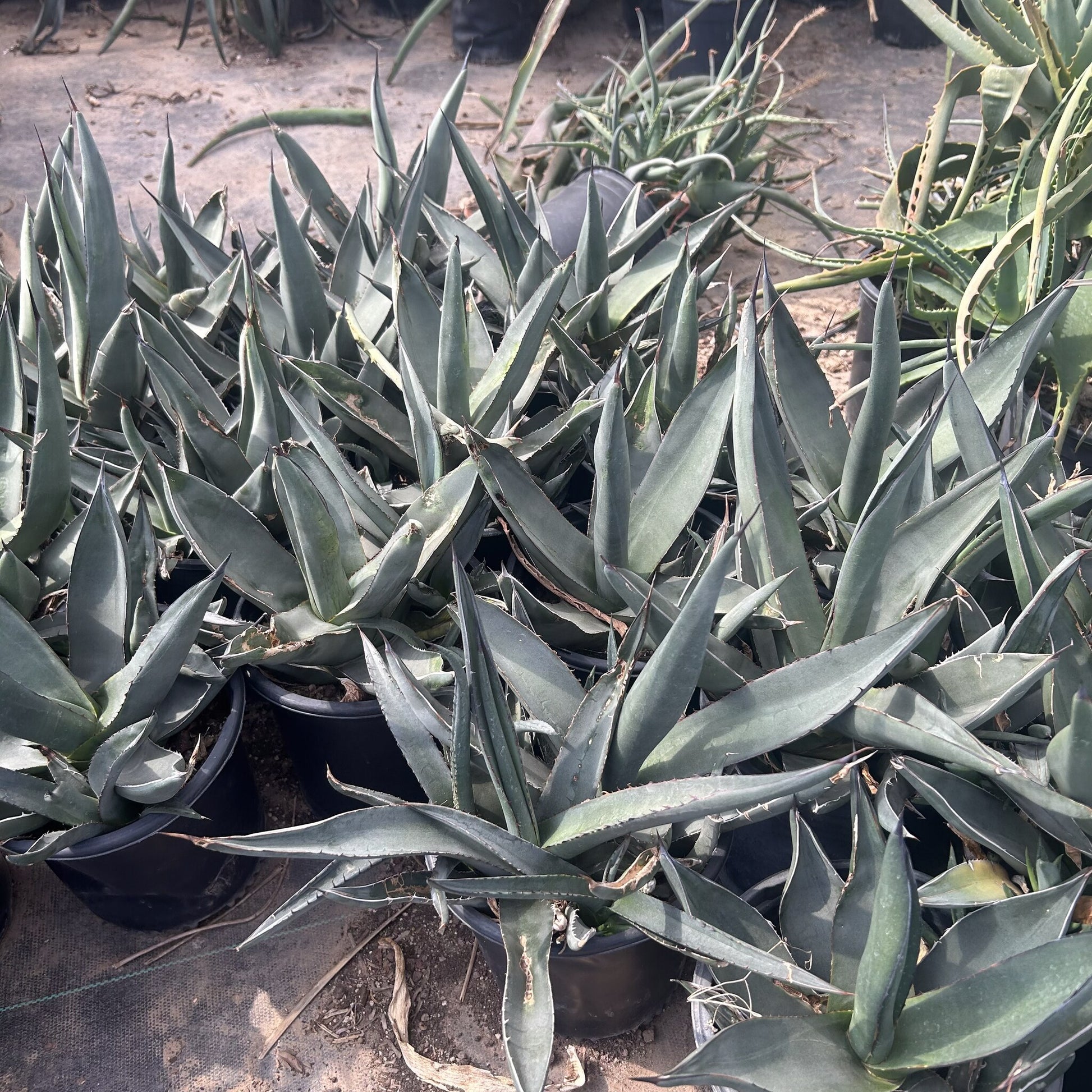 Sharkskin Agave 1 Gallon