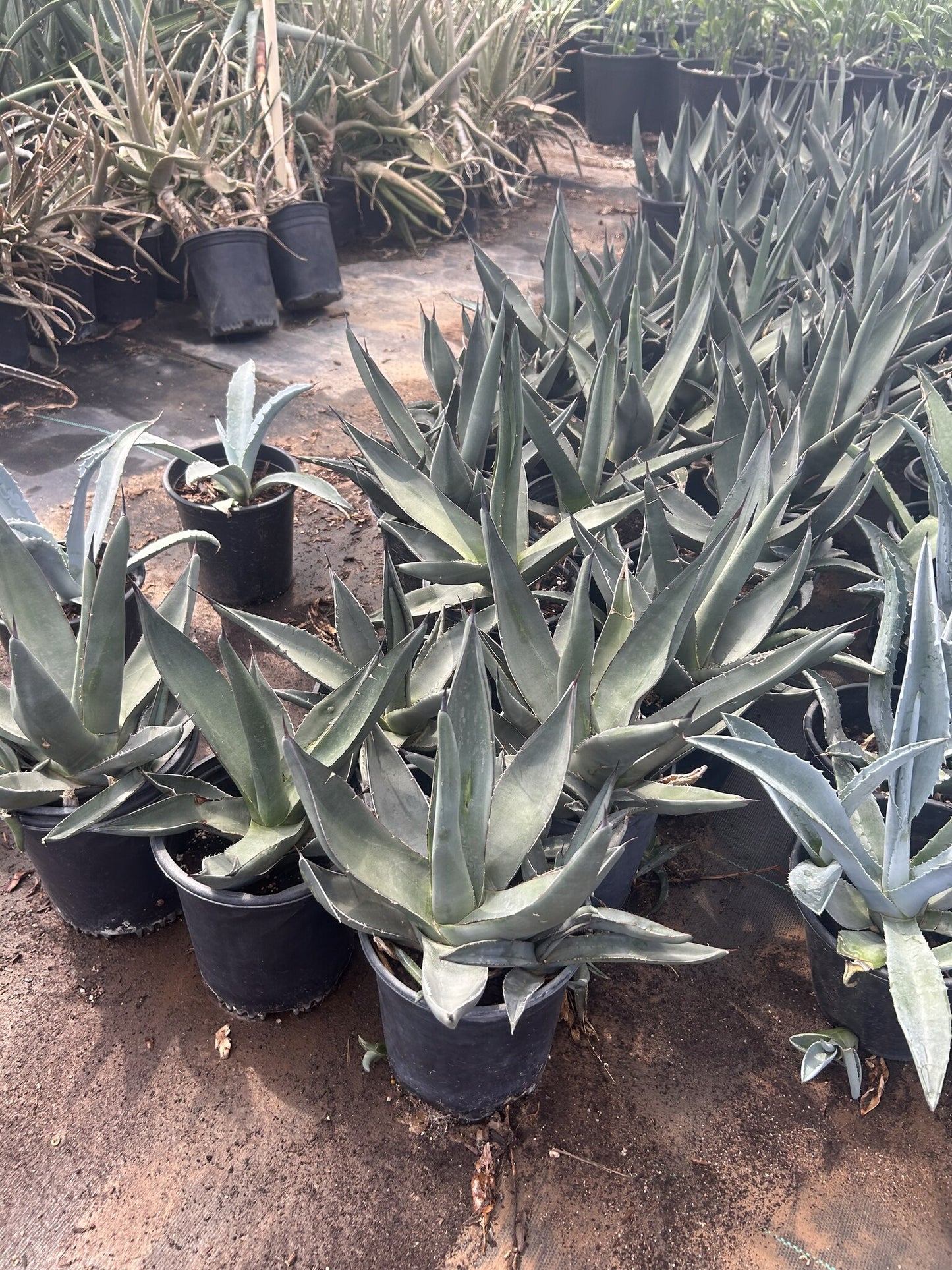 Sharkskin Agave