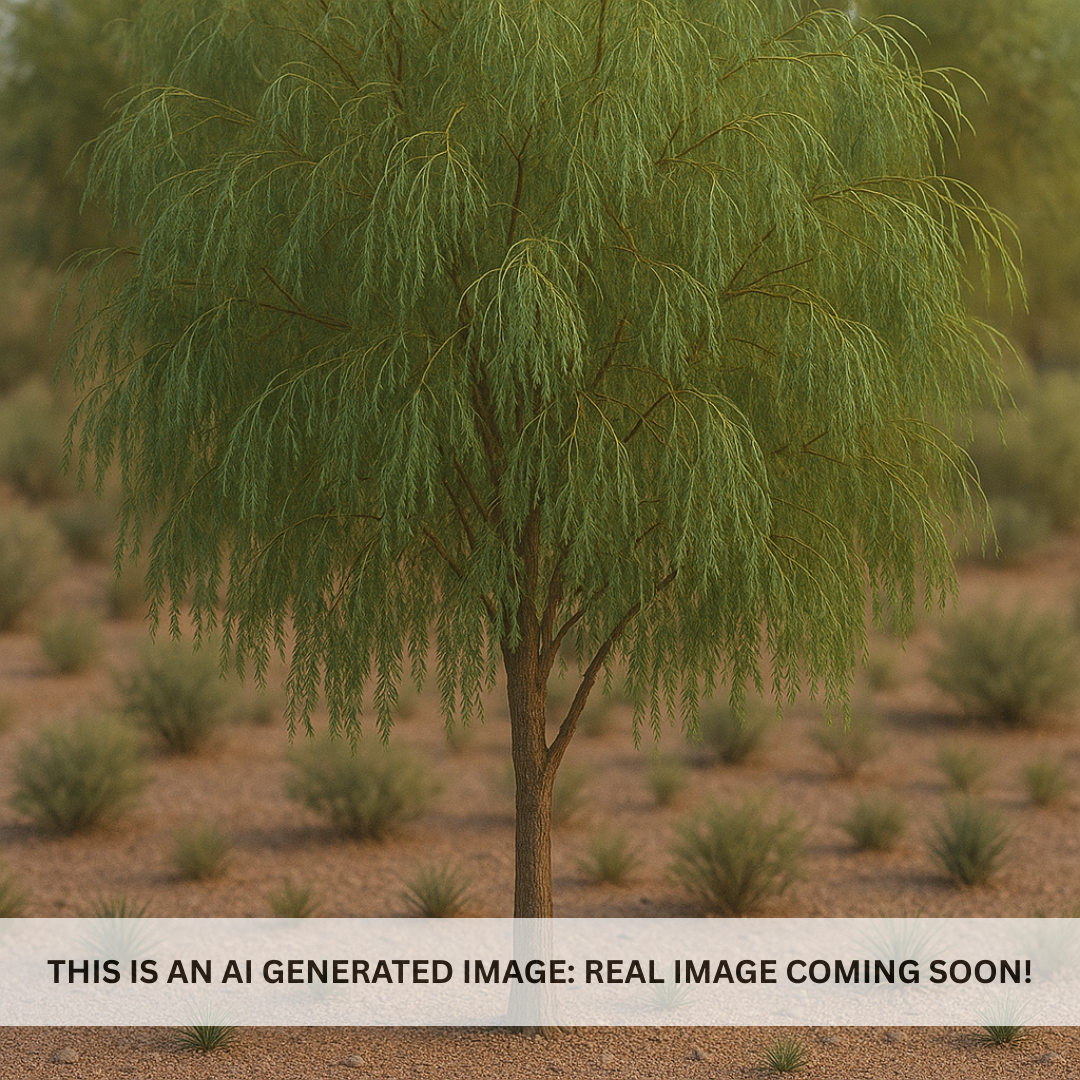 Shoestring Acacia