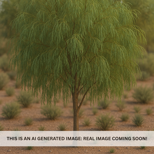 Shoestring Acacia