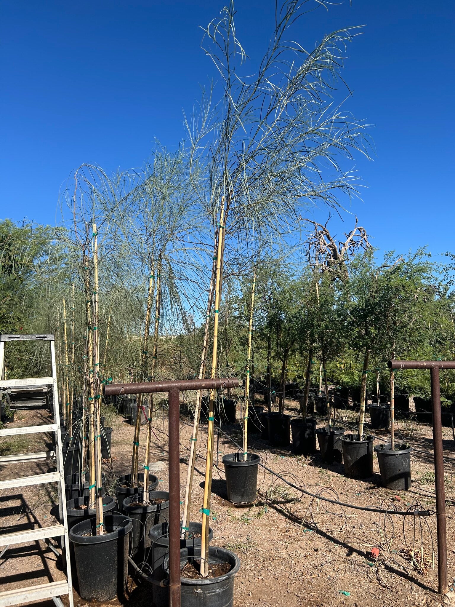 Shoestring Acacia