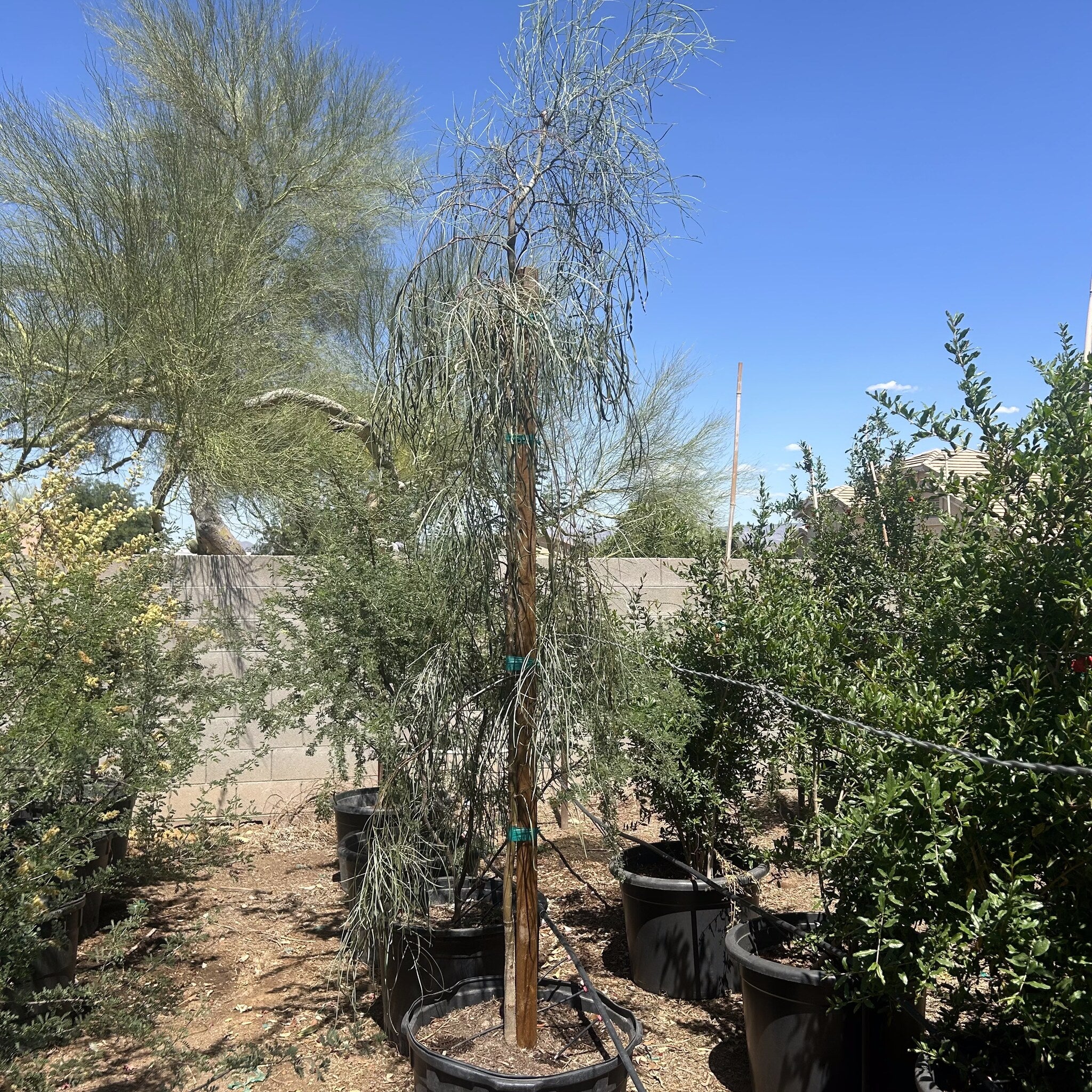 Shoestring Acacia