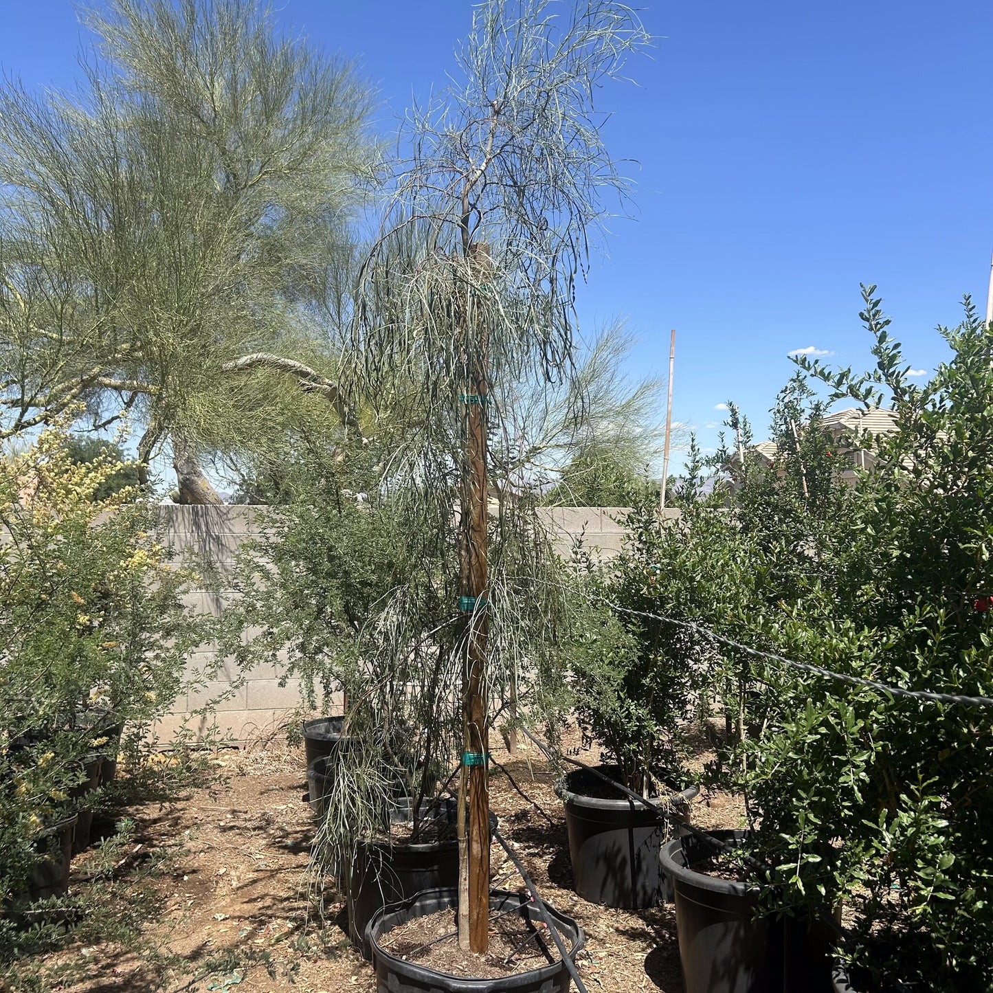 Shoestring Acacia