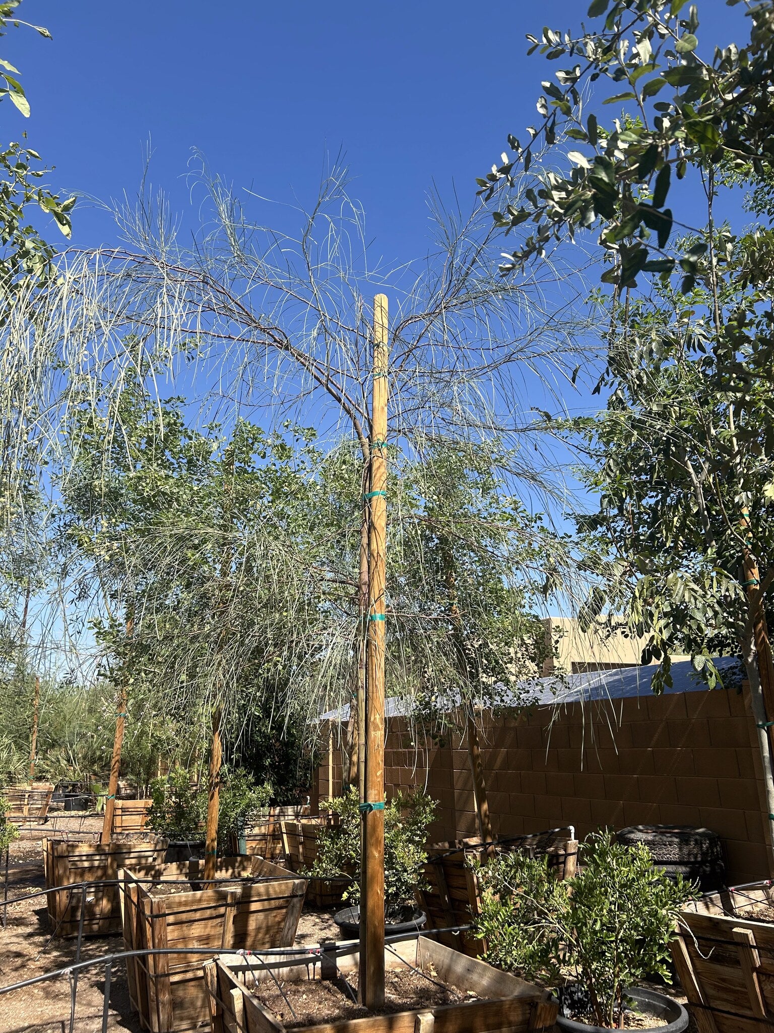 Shoestring Acacia