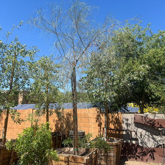 36" box Shoestring Acacia (Acacia stenophylla) in nursery pot — Phoenix, AZ