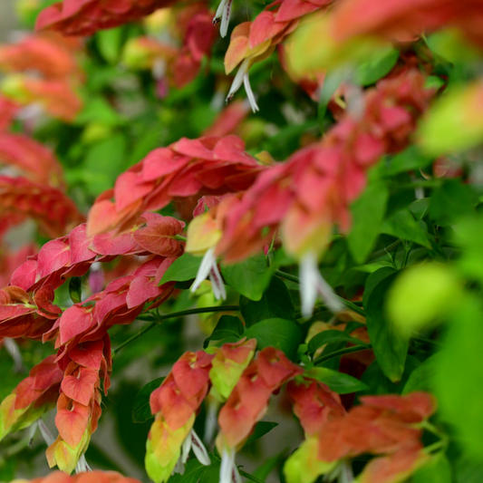 Shrimp Plant