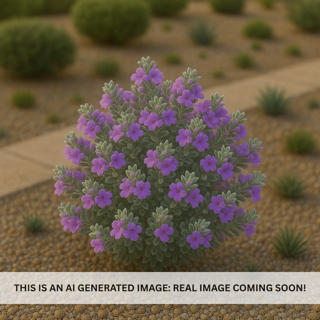 Sierra Bouquet