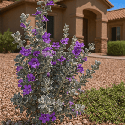 Sierra Bouquet Texas Sage (Leucophyllum pruinosum) with rose-purple blooms and silver foliage in landscape — Phoenix, AZ