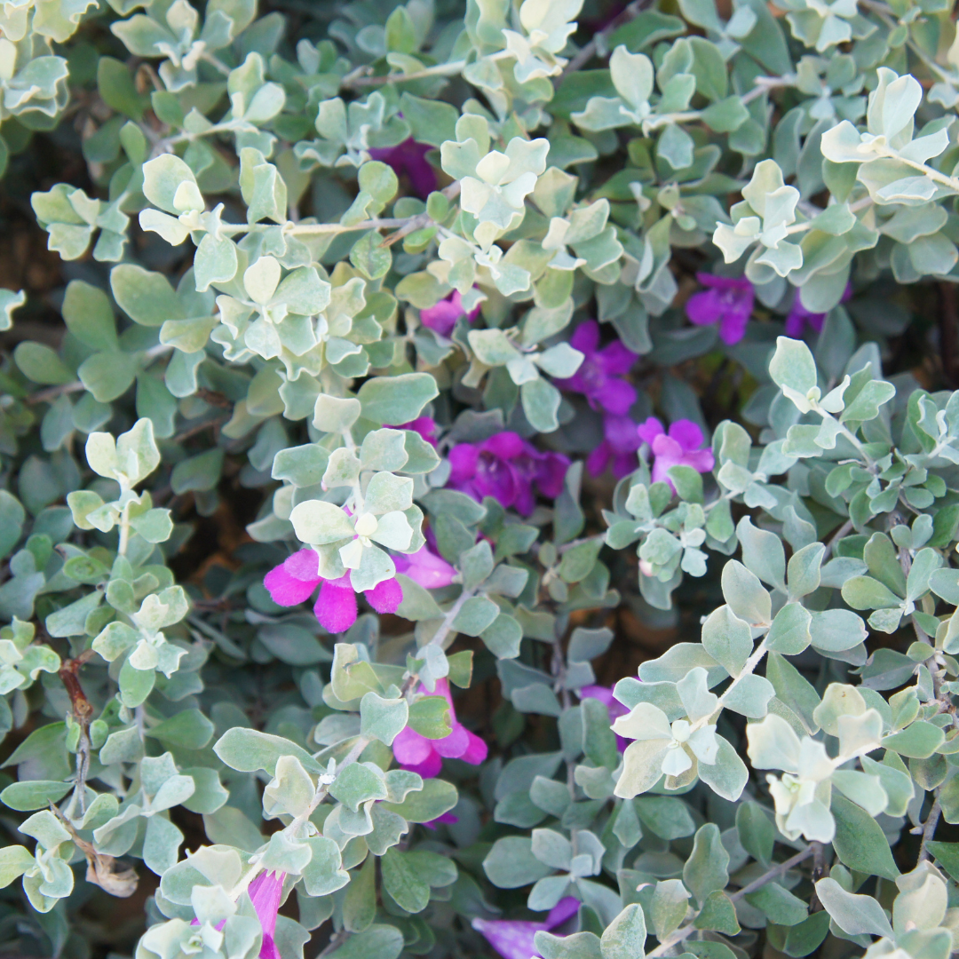 Silver Cloud Sage