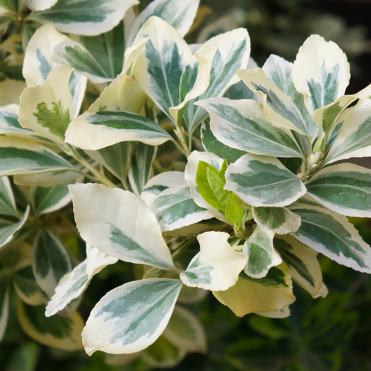 Silver Queen Euonymus