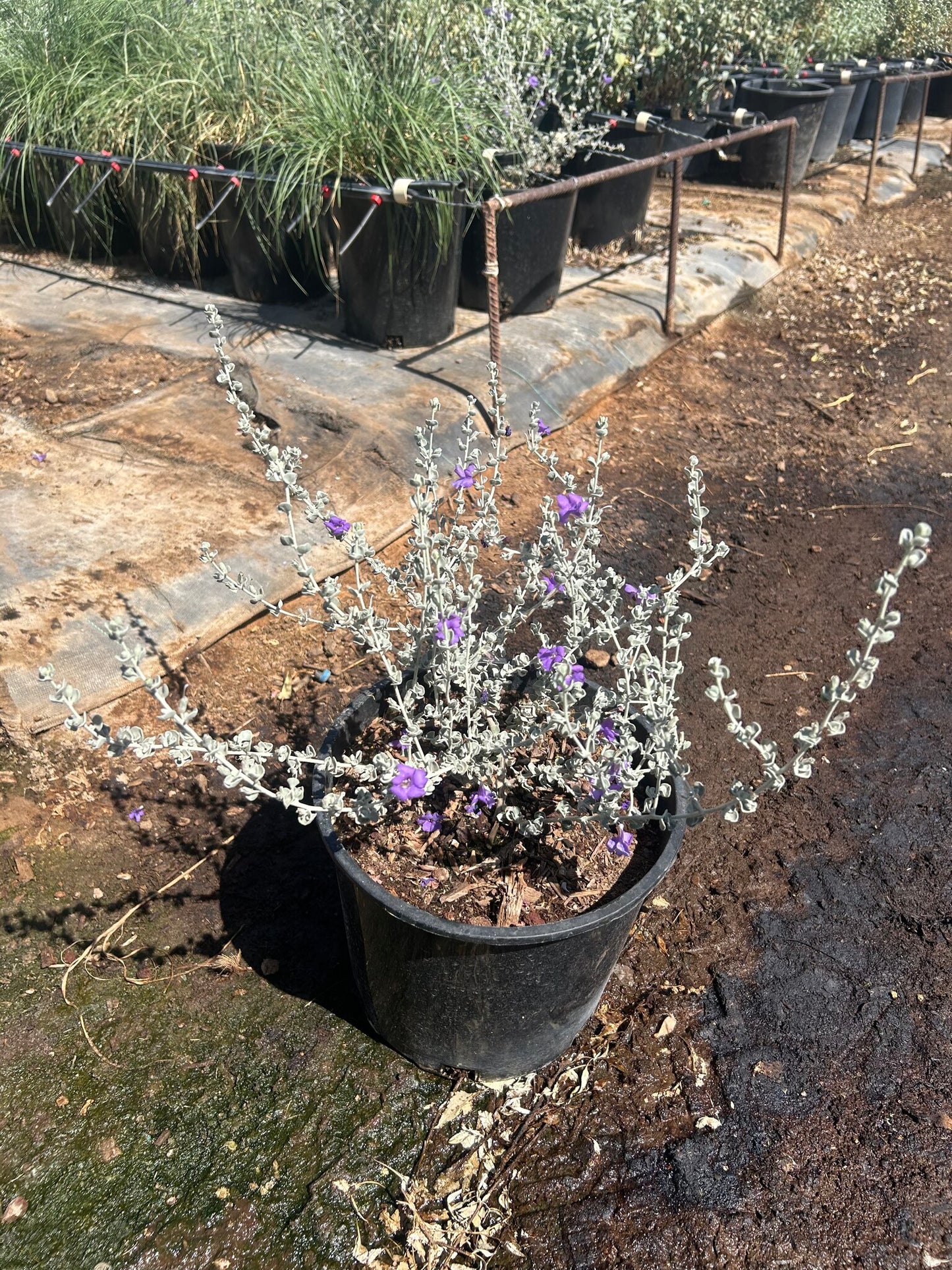 Silver Cloud Sage
