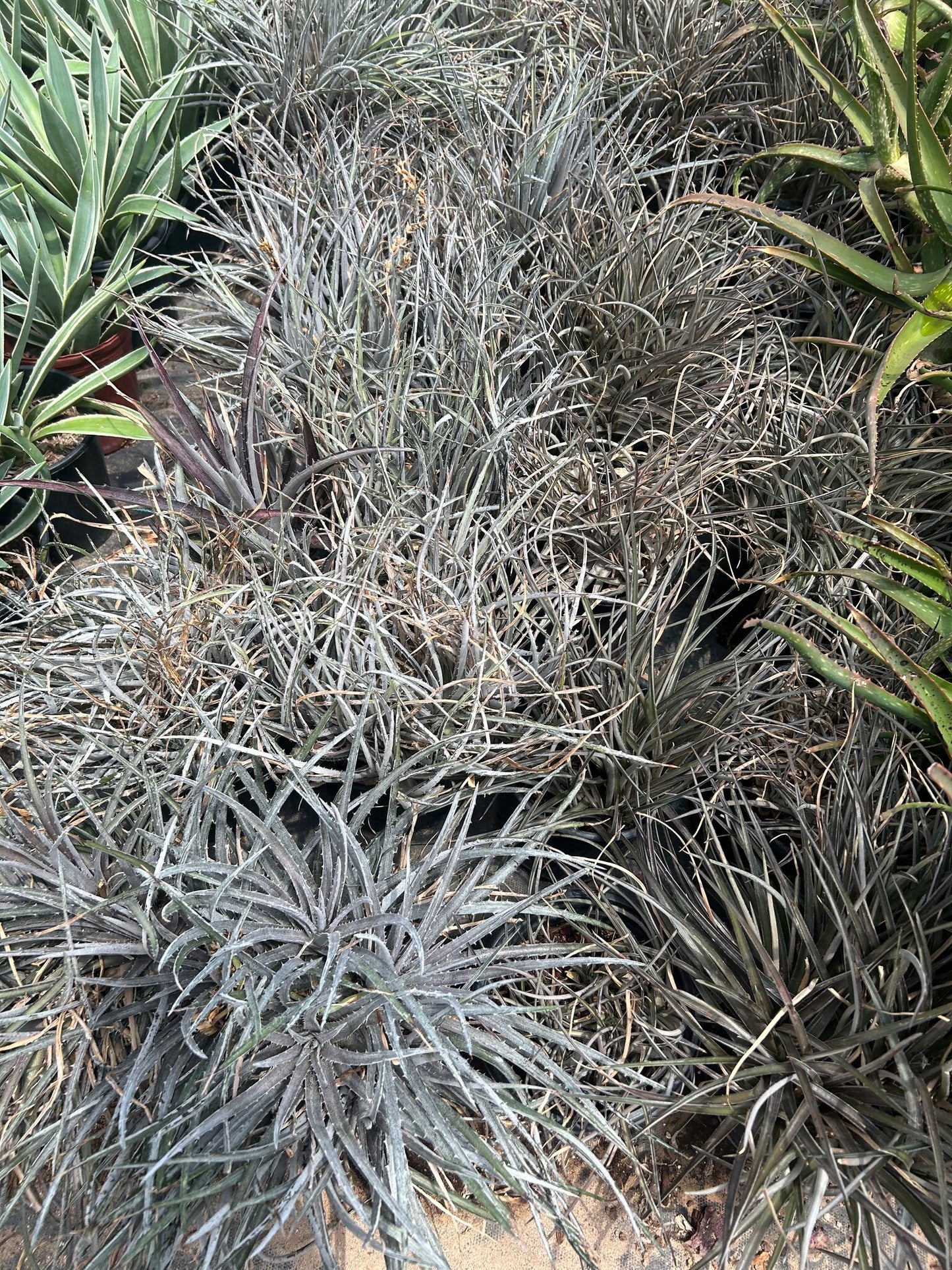 Silver Nickle Dyckia