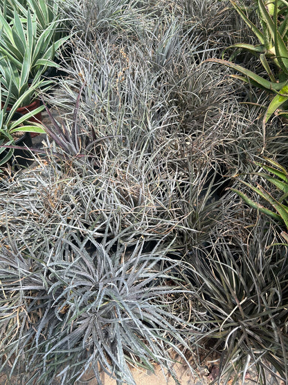 Silver Nickle Dyckia