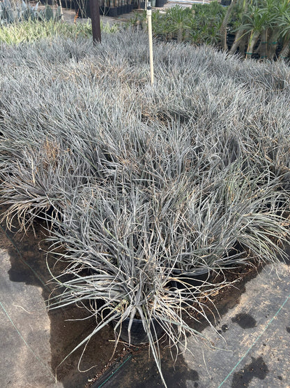 Silver Nickle Dyckia
