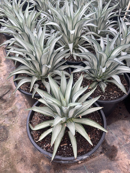 Silver Peso Agave 10/15 Gallon