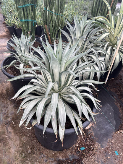 Silver Peso Agave CCF - 24"/25 Gallon