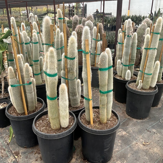 15 gallon Silver Torch cactus (Cleistocactus strausii) in nursery pot — Phoenix, AZ