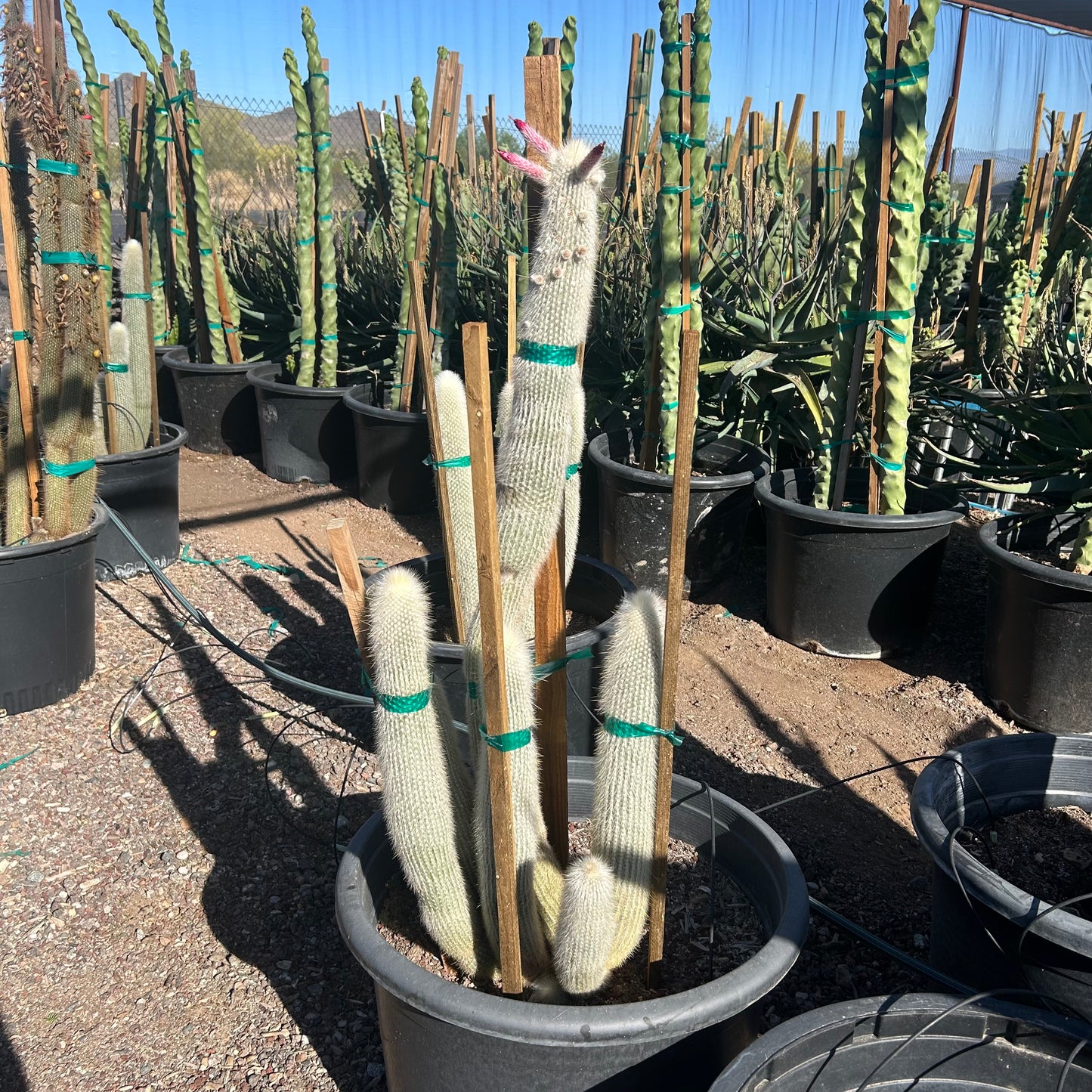 25 gallon Silver Torch Cactus (Cleistocactus strausii) in nursery pot — Phoenix, AZ
