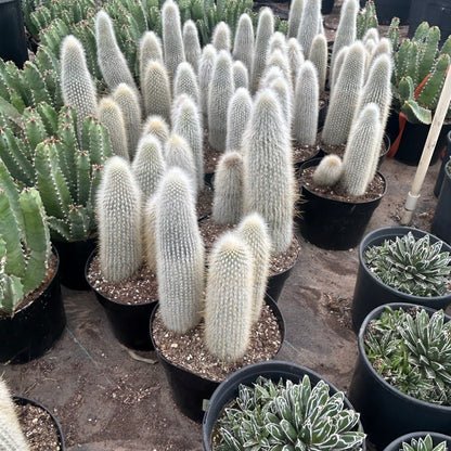 5 gallon Silver Torch cactus (Cleistocactus strausii) in nursery pot — Phoenix, AZ