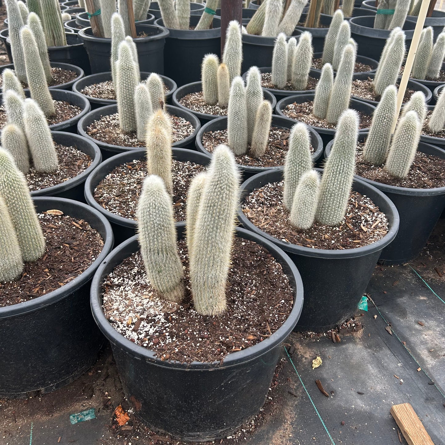 7 gallon Silver Torch cactus (Cleistocactus strausii) in nursery pot — Phoenix, AZ