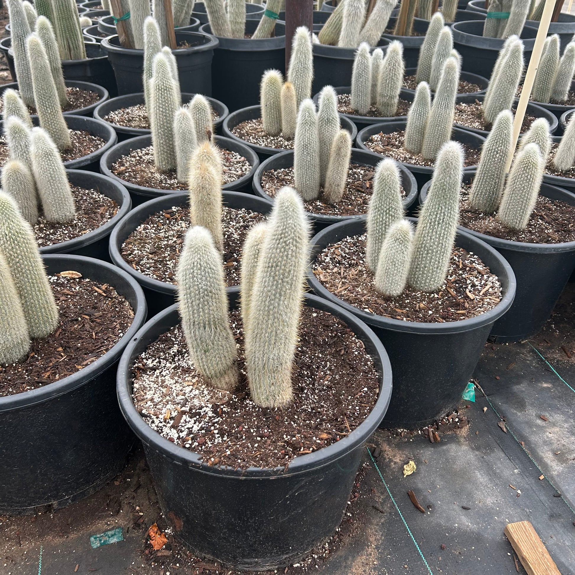7 gallon Silver Torch cactus (Cleistocactus strausii) in nursery pot — Phoenix, AZ