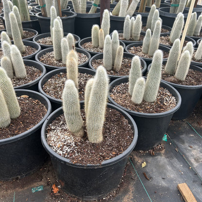 7 gallon Silver Torch cactus (Cleistocactus strausii) in nursery pot — Phoenix, AZ